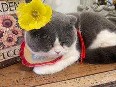 -共舞时光猫咖·狗咖(新街口店)