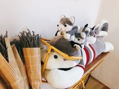 -Husky Go! 哈士奇体验馆·宠物咖啡厅狗咖