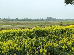 -三圣花乡旅游区