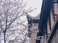 -武汉大学-樱园