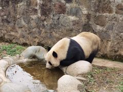 -都江堰中华大熊猫苑