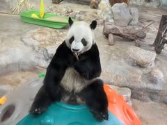-海南热带野生动植物园