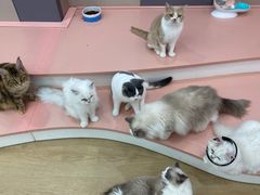 -1013 PET SHOP 宠物商店(近铁城市广场店)