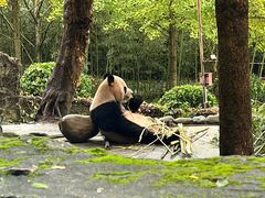 -都江堰中华大熊猫苑
