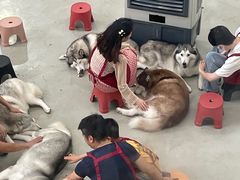 -星多哈·狗咖·拼豆·咖啡