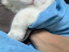 -宠颐生动物医院·猫科·心脏科(海口分院)