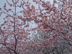 -桃花堤公园