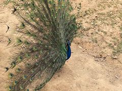 -深圳野生动物园