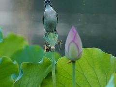 -荔湾湖公园