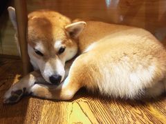 -柴务处·柴犬主题狗咖