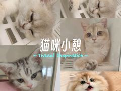 -lincat·猫舍(广州店)
