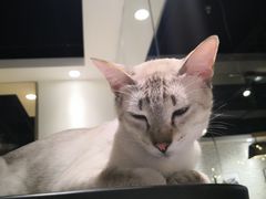 -藏猫猫咖啡主题馆(中央大道店)