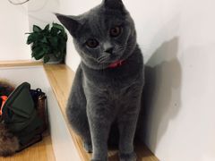 -李小姐の猫咖啡馆(五角场店)