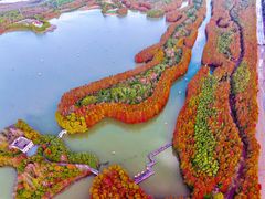 -上海海湾国家森林公园