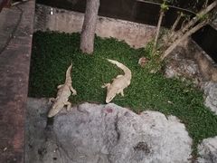 -清迈夜间动物园