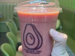 -油梨树AVOCADO TREE(顺义新国展店)