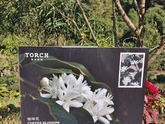 -Torch Coffee 炬点咖啡