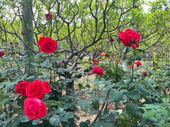 -莲花池公园