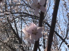 -桃花堤公园