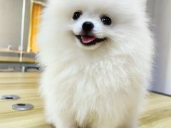 -唐小姐の私宠·宠物洗护美容·撸猫馆·购宠(周浦万达旗舰店)