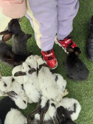 -萌宠亲子动物乐园(槐房万达店)