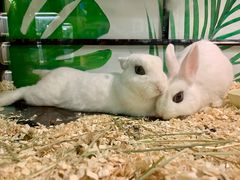 -藦茜花园宠物主题亲子互动体验馆(国顺东路店)