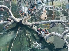 -南宫五洲植物乐园