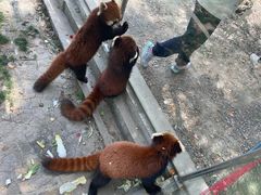 -苏州太湖西山岛开心农场