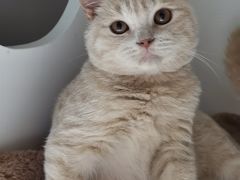 -东方名猫馆·英短金渐层布偶猫舍(环线广场1号楼店)