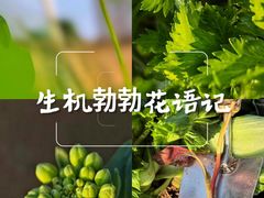 -龙头寺公园