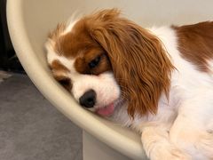 -有喵·猫咖·狗咖·40+猫狗有小奶狗(岗厦店)