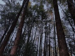 -大围山国家森林公园