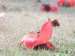 -香蜜公园
