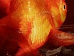 android_upload_pic-8餐厅(新葡京酒店)