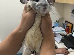 -瑞派·关忠动物医院·异宠专科·犬猫肿瘤·皮肤专科(望京店)