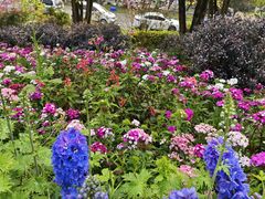 -铁山坪森林公园