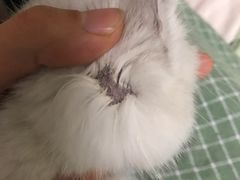 -纳吉亚猫专科动物诊疗中心(蒋宅口分院)