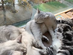 -猫和宫(六道口店)