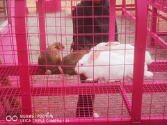 -大连铭湖国际观光牧场