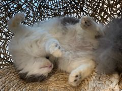 -飞行喵MR PILOT|猫舍·猫咖(静安大融城店)