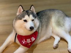-Husky Go! 哈士奇体验馆·宠物咖啡厅狗咖
