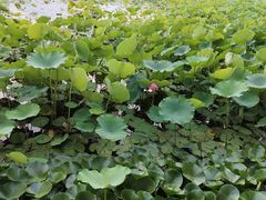 -莲花池公园