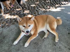 -柴犬高等学院·狗咖·柴犬售卖·宠物训练