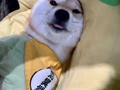 -逗柴咖啡屋·狗咖猫咖宠物桌游