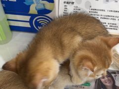 -四月宠物医院·猫专科·心脏专科·内科(转塘店)