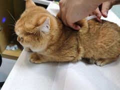 -中农大我爱我爱动物医院·核磁CT·猫病·24小时夜诊中心(石佛营店)