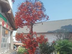 -后湖小院·乡野田园菜