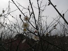 -香雪海