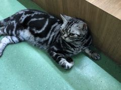 -藦茜花园宠物主题亲子互动体验馆(国顺东路店)