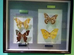 -上海昆虫博物馆